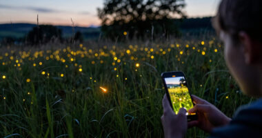 Inside The World-Building For “Luciole — The Synchronous Fireflies Of Vallon Creux”